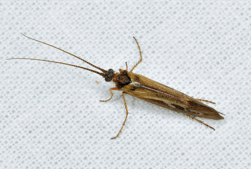 Tricottero da det. 4